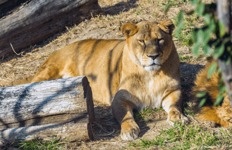 曼谷野生動物園驚傳意外！資深飼養員遭獅群活活咬死
