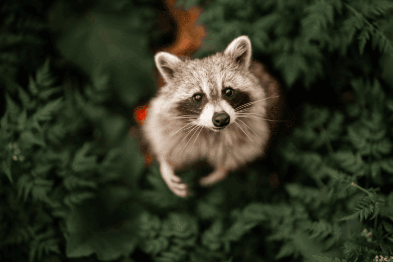 最萌急救現場！浣熊寶寶偷吃發酵水蜜桃醉倒，暖心護士上演跨物種CPR