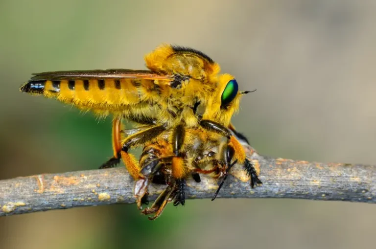 加拿大卑詩省蜂農遭遇蜂群入侵，蜂蜜被盜風險加劇