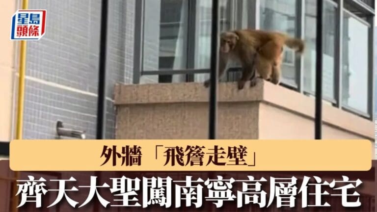 嘩！南寧驚現「齊天大聖」？猴子鬧市高樓外牆攀爬，身手了得！