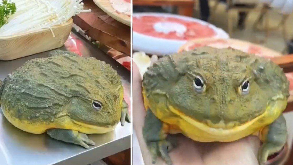 牛蛙「呱呱」餐廳奇遇記：店員誤當食材，寵物蛙險被送入廚房！