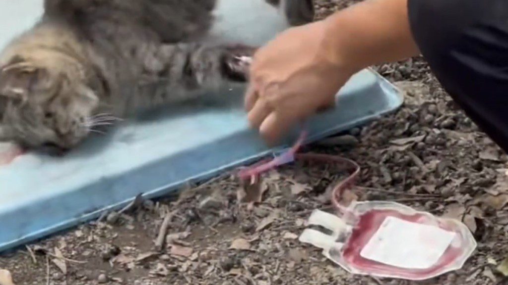 網絡揭秘「血貓」產業鏈：貓咪淪為血奴？