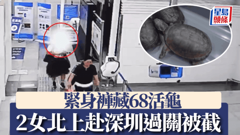 誇張！兩女緊身褲藏68隻活龜闖關深圳，文錦渡口岸上演驚人一幕！