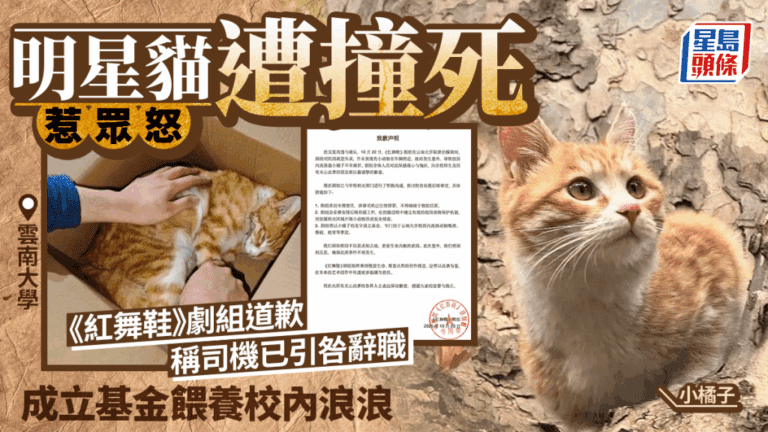 雲南大學明星貓遭劇組車撞死，引發眾怒！劇組公開道歉並承擔責任