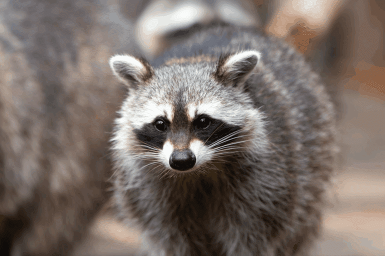 德國「納粹浣熊」絕育計畫惹議，獵人為何稱其「不人道」？