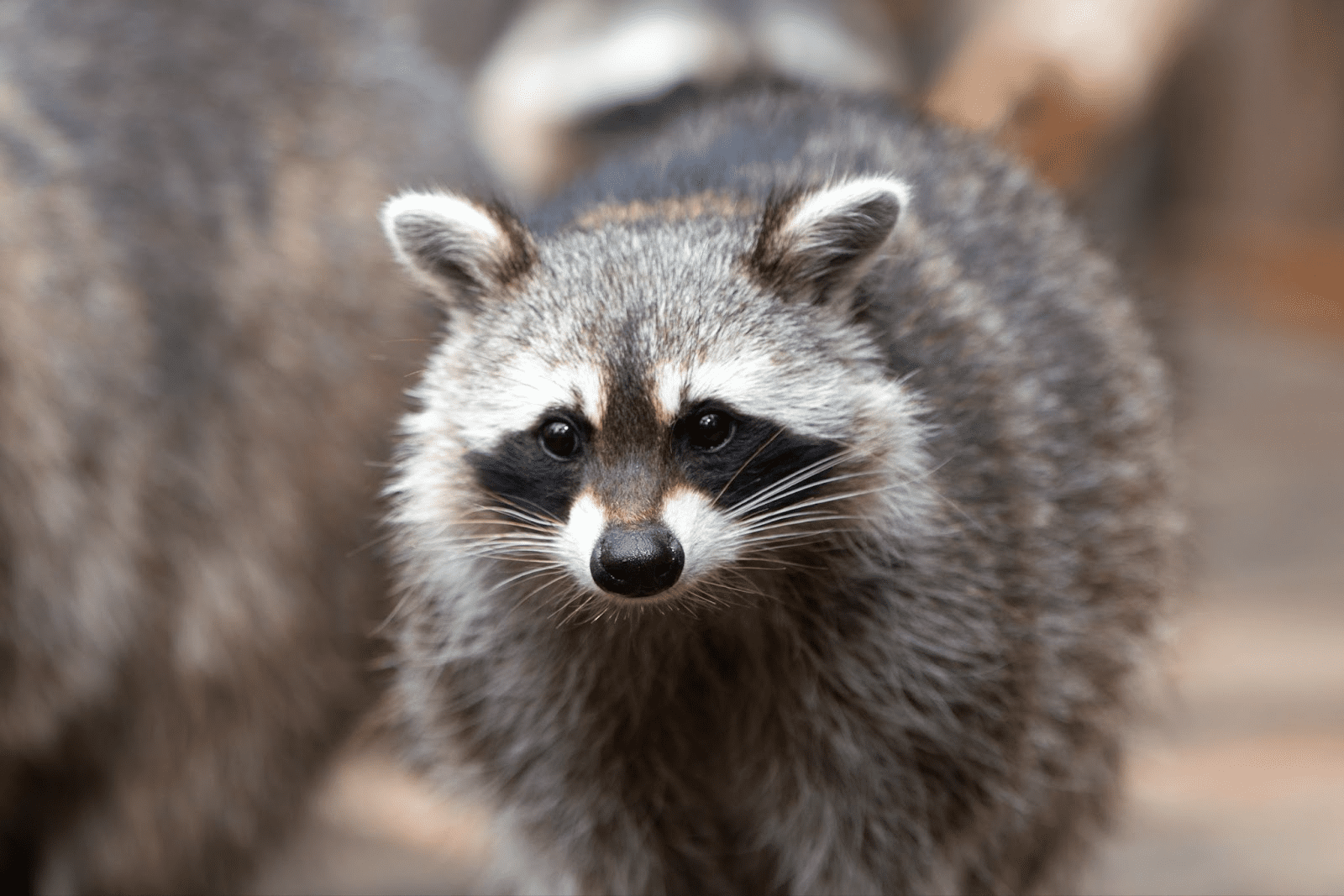 德國「納粹浣熊」絕育計畫惹議，獵人為何稱其「不人道」？