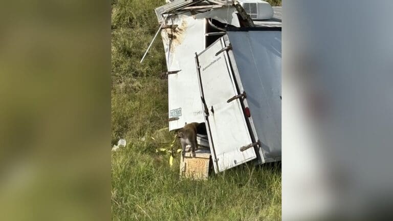 密西西比州一輛載有病毒猴群的卡車翻覆，其中一隻下落不明