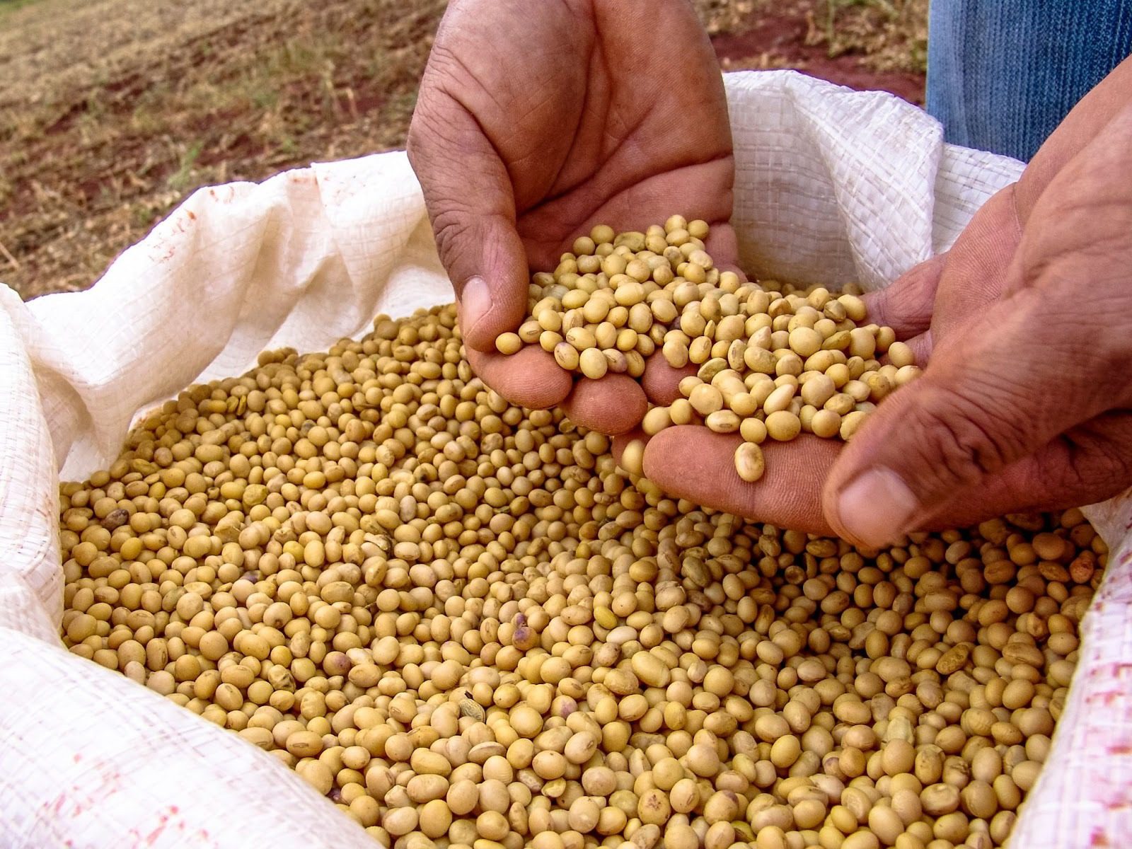 巴西黃豆出口創紀錄，美國缺席中國市場，誰控制了全球糧食？