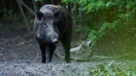 加州驚現「藍色野豬」！官方發出緊急警告：這不是基因突變，而是⋯⋯
